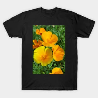 California Poppies - Eschscholzia californica T-Shirt